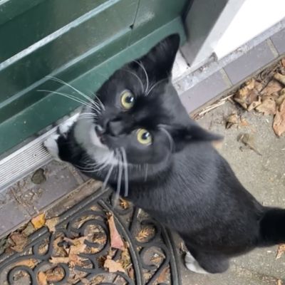 Vermist: Kat Europese Korthaar – registratienummer 52900