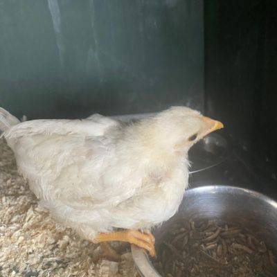Gevonden: Vogel Kip – registratienummer 588