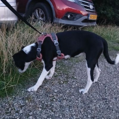 Gevonden: Hond Wie kent deze ‘vondeling’ HOND – registratienummer 594