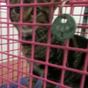 Gevonden: Kat Europese Korthaar – registratienummer 1346