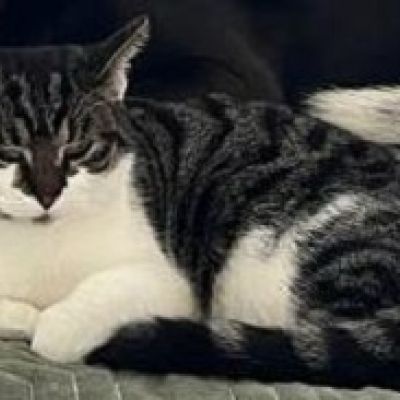 Vermist: Kat Europese korthaar – registratienummer 47400