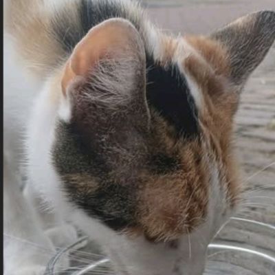 Gevonden: Kat Europese Korthaar – registratienummer 5