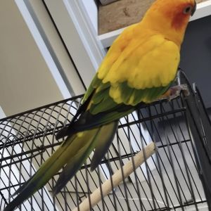 Gevonden: Vogel Agapornis/Parkiet – registratienummer 594