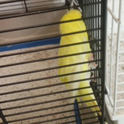 Gevonden: Vogel Parkiet – registratienummer 1382