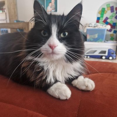 Vermist: Kat MainCoon – registratienummer 59070