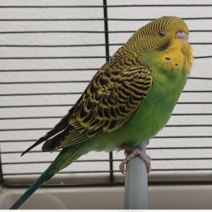 Gevonden: Vogel Parkiet – registratienummer 588