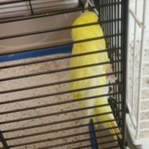 Gevonden: Vogel Parkiet – registratienummer 1382