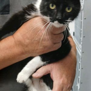 Gevonden: Kat Europese Korthaar – registratienummer 58029