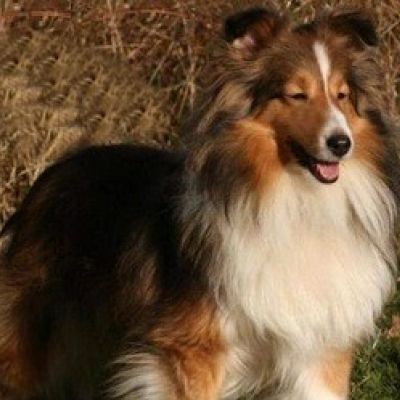 Vermist: Hond Hond, Sheltie – registratienummer 48298