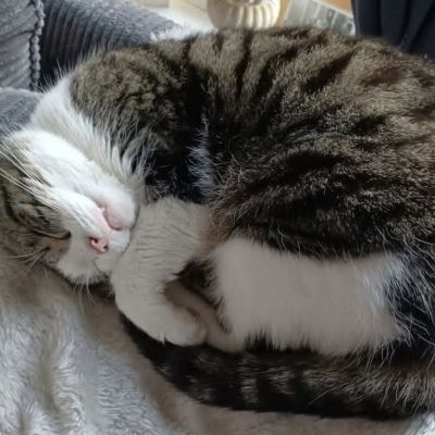 Vermist: Kat Europese Korthaar – registratienummer 58274