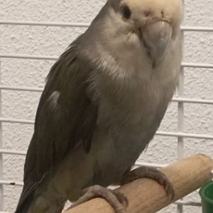 Gevonden: Vogel Agapornis – registratienummer 1095