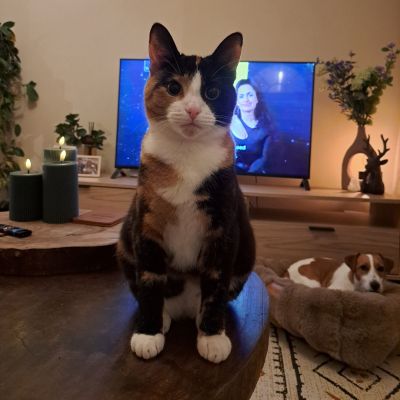 Vermist: Kat Europese Korthaar – registratienummer 57500