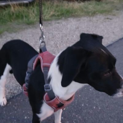 Gevonden: Hond Wie kent deze ‘vondeling’ HOND – registratienummer 594