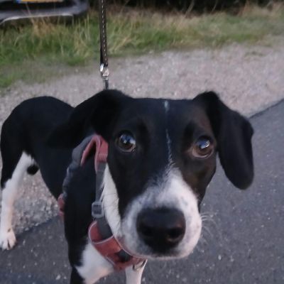 Gevonden: Hond Wie kent deze ‘vondeling’ HOND – registratienummer 594