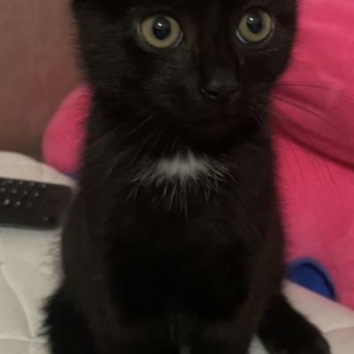 Vermist: Kat Kater – registratienummer 47779