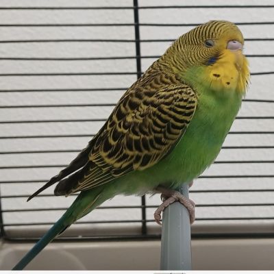 Gevonden: Vogel Parkiet – registratienummer 588