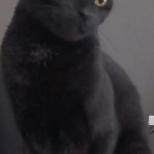 Gevonden: Kat Europese Korthaar – registratienummer 57387