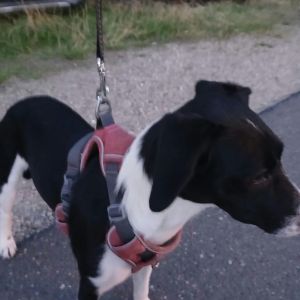Gevonden: Hond Wie kent deze ‘vondeling’ HOND – registratienummer 594