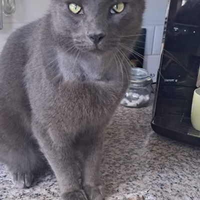 Vermist: Kat Europese Korthaar – registratienummer 51895