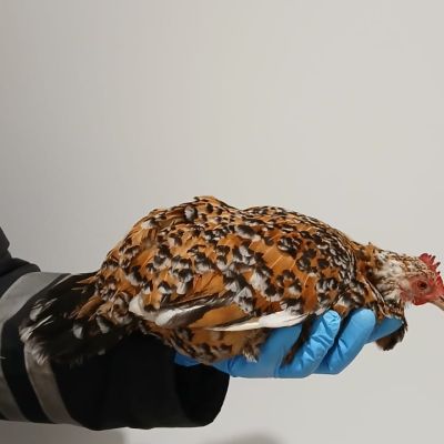 Gevonden: Vogel Kip – registratienummer 56160