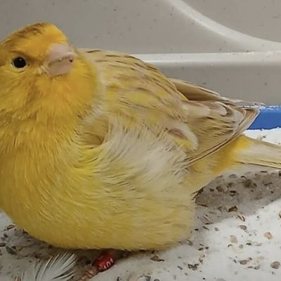 Gevonden: Vogel Kanarie – registratienummer 56642