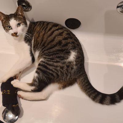 Vermist: Kat Europese Korthaar – registratienummer 56515