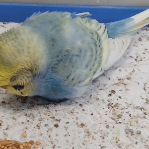 Gevonden: Vogel Parkiet  – registratienummer 56955