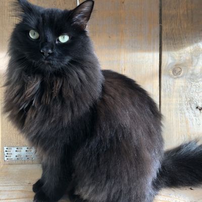 Vermist: Kat Boskat – registratienummer 56977