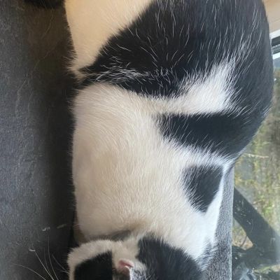 Gevonden: Kat Europese Korthaar – registratienummer 56385