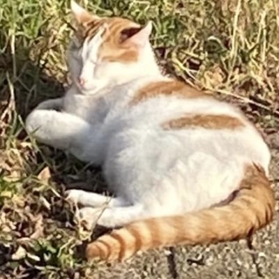 Vermist: Kat Europese Korthaar – registratienummer 53424