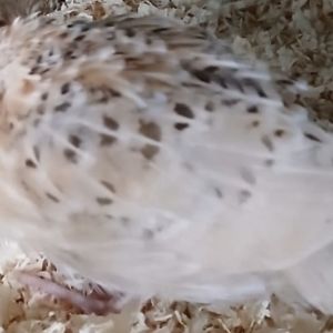 Gevonden: Vogel Japanse Kwartel – registratienummer 55852