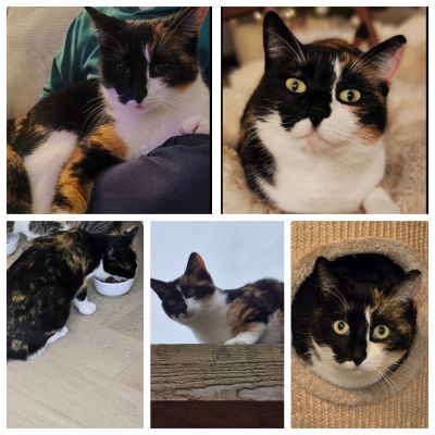 Vermist: Kat Europese Korthaar – registratienummer 56250