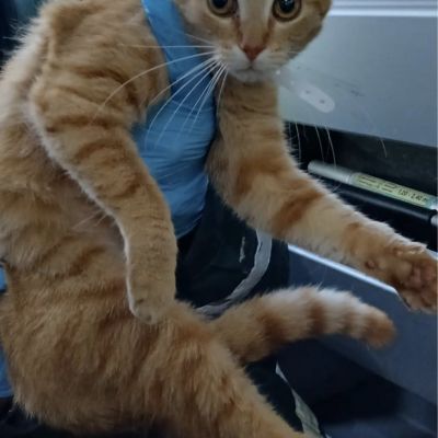 Gevonden: Kat Europese Korthaar *Zichtmelding* – registratienummer 56732