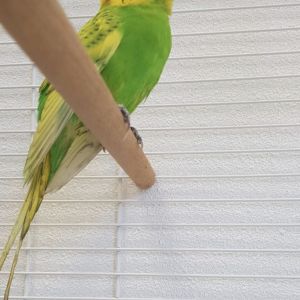 Gevonden: Vogel Parkiet  – registratienummer 54672