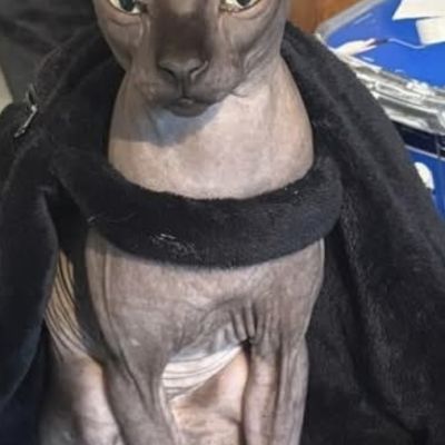 Vermist: Kat Naakt kat – registratienummer 56875