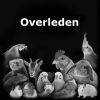 Gevonden: Vogel Grasparkiet – registratienummer 53709