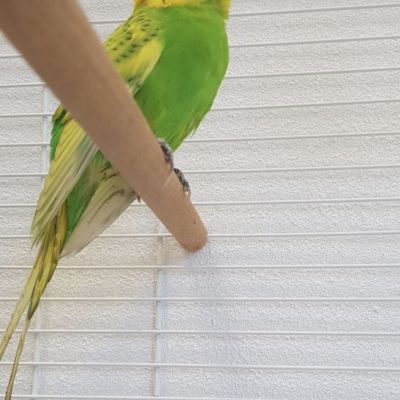 Gevonden: Vogel Parkiet  – registratienummer 54672