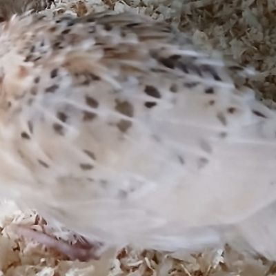 Gevonden: Vogel Japanse Kwartel – registratienummer 55852