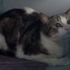 Gevonden: Kat Europese Korthaar – registratienummer 54364