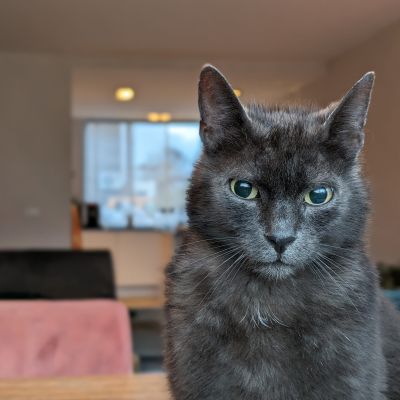 Vermist: Kat Kat – registratienummer 56794