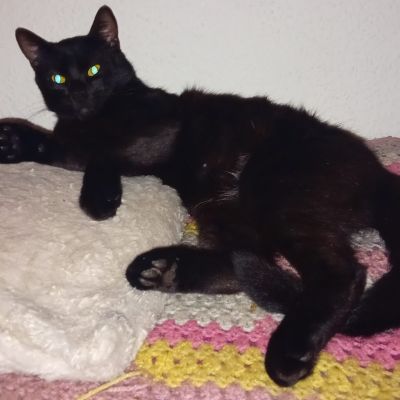 Vermist: Kat Europese Korthaar – registratienummer 51666