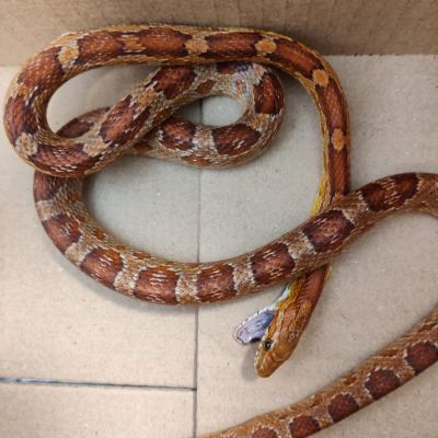 Gevonden: Reptiel Rattenslang – registratienummer 55395