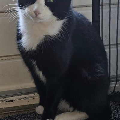 Vermist: Kat Europese Korthaar – registratienummer 53496