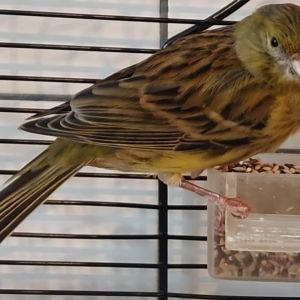 Gevonden: Vogel Kanarie – registratienummer 50026