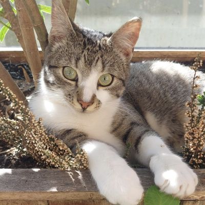 Vermist: Kat Europese Korthaar – registratienummer 54549