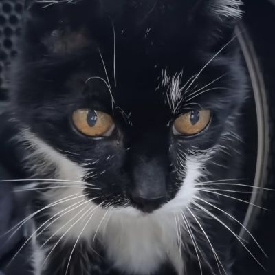 Vermist: Kat Europese Korthaar – registratienummer 55584