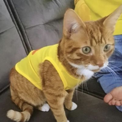 Vermist: Kat Europese Korthaar – registratienummer 53759