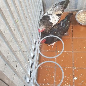 Gevonden: Vogel Haan – registratienummer 55431