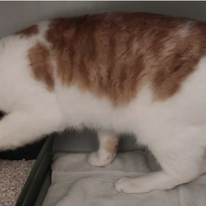 Gevonden: Kat Europese Korthaar – registratienummer 54765