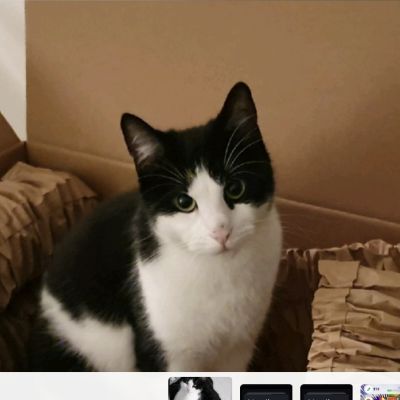 Vermist: Kat Europese Korthaar – registratienummer 55583